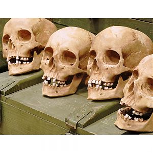 Череп из гипса