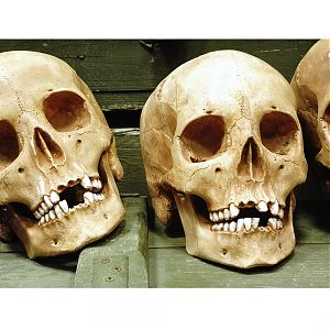 Череп из гипса