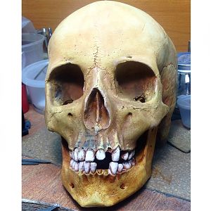 Череп из гипса